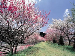 はなももリサイズ