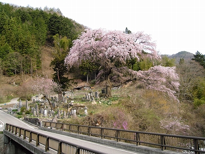 04.黒船桜