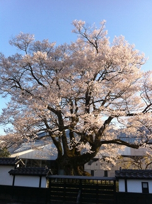 安富桜110413