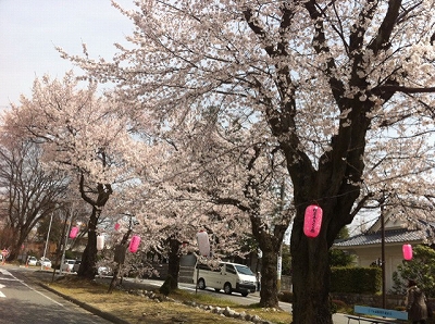 大宮桜並木110413