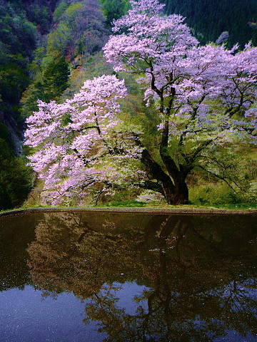 駒つなぎの桜2