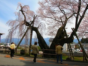 飯田合庁裏手-夫婦桜エドヒガンとシダレザクラ飯田城桜丸御殿跡地