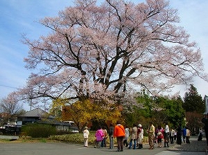 飯田美博安富桜-県天然記念物