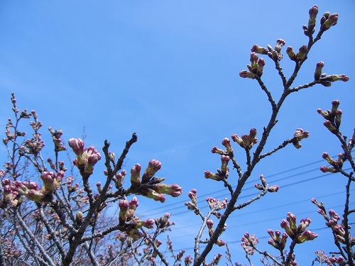 DSCN3437