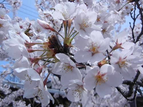 DSCN3506 DSCN3506