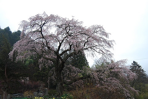 黒船桜