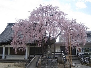 専照寺の桜（伝馬町）