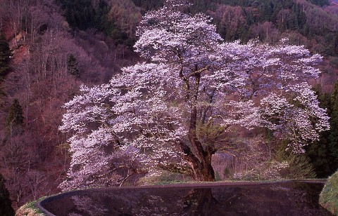 駒つなぎの桜