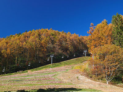 紅葉が見頃を迎えたヘブンスそのはら いしだのスタッフブログ