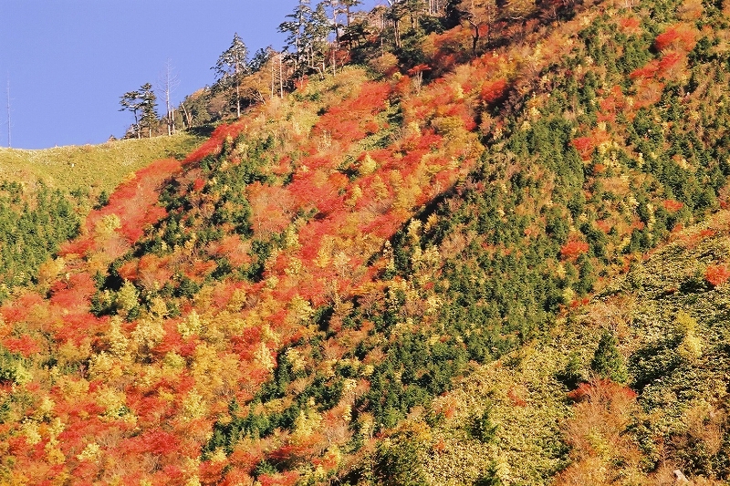 秋の富士見台高原①