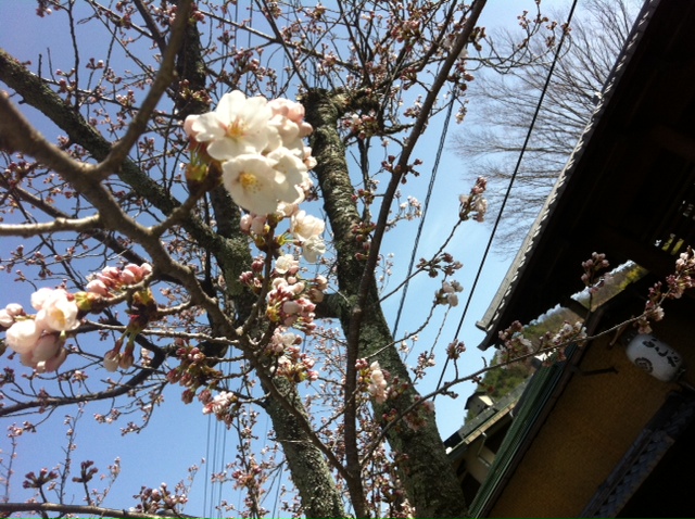 4月4日開花状況